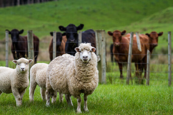 Mini-séjour à la ferme d’Écancourt